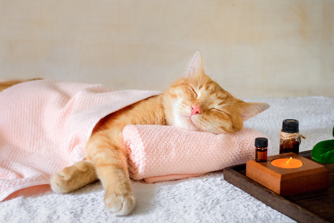 CBD und Katzen