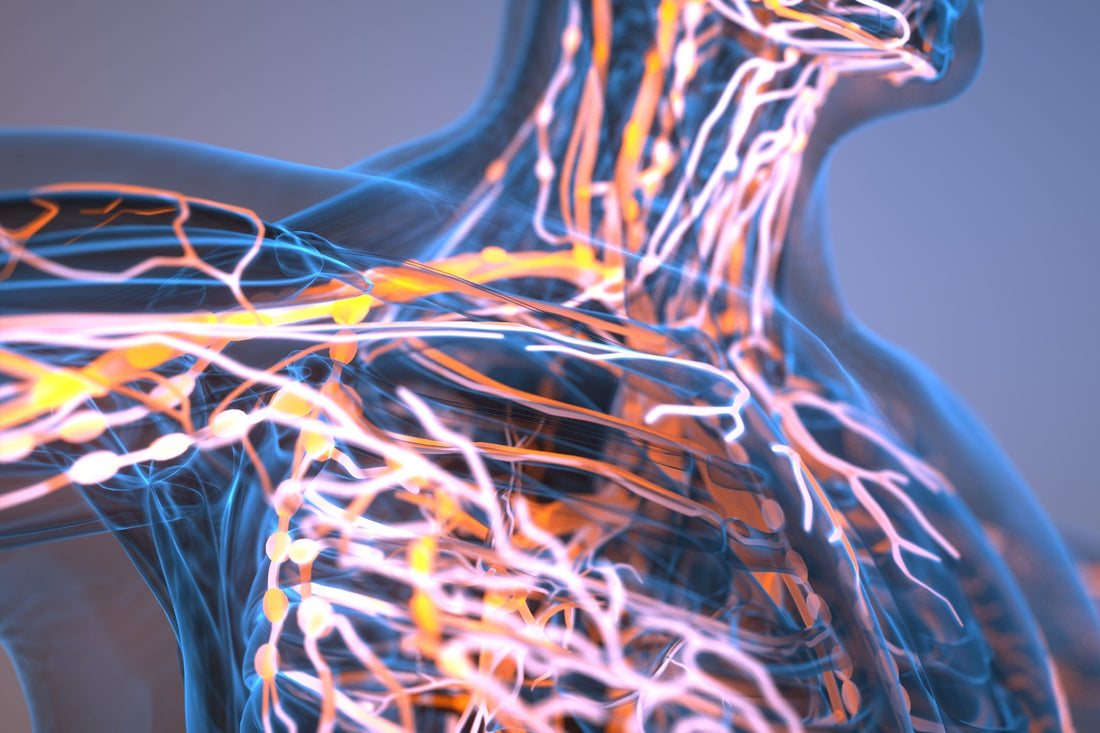 CBD und das Immunsystem